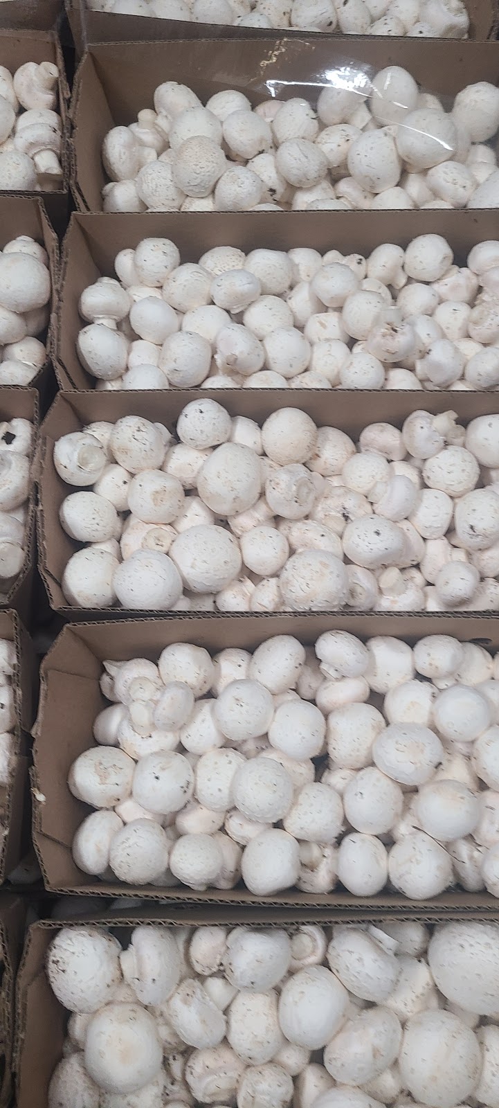 Brantford Mushroom Farm | 1744 Colborne St E, Brantford, ON N3T 5L4, Canada | Phone: (519) 756-6112