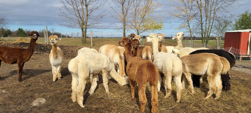 Hickory Lane Alpacas | 7326 County Rd 9, Napanee, ON K7R 3K8, Canada | Phone: (613) 354-1480