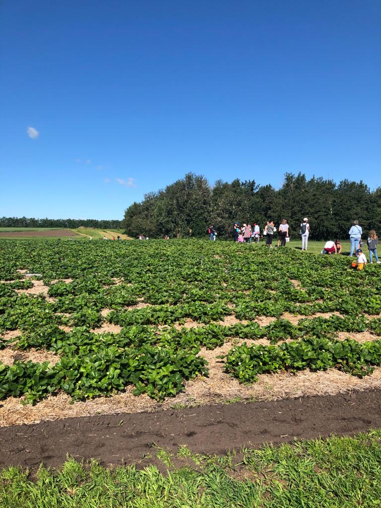 Stevens Strawberries | AB-13, Alberta T9A 1W8, Canada | Phone: (780) 352-2924