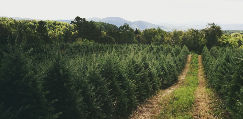 Downey Tree farm & Nursery | 6196 Chem. North, Hatley, QC J0B 4B0, Canada | Phone: (819) 566-0319