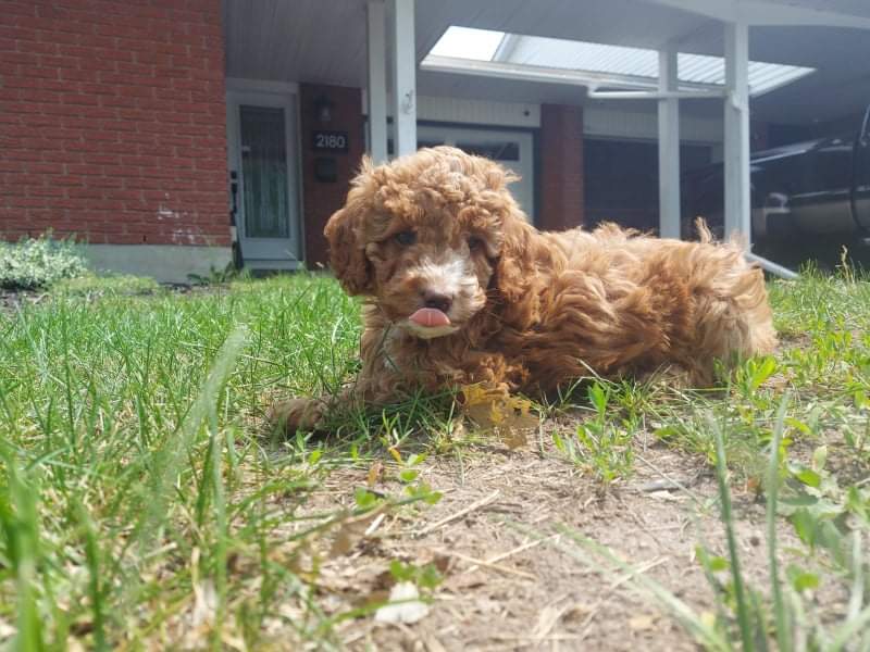 Buttermilk Creek Kennels | 16356 Hwy 17, Cobden, ON K0J 1K0, Canada | Phone: (613) 432-1975