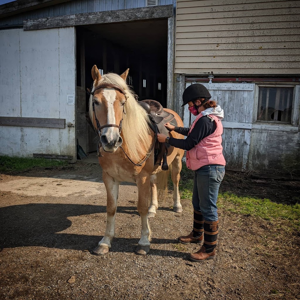 Serenity Acres Family Ranch | 7321 Nova Scotia Trunk 1, Ellershouse, NS B0N 1L0, Canada | Phone: (902) 791-1215