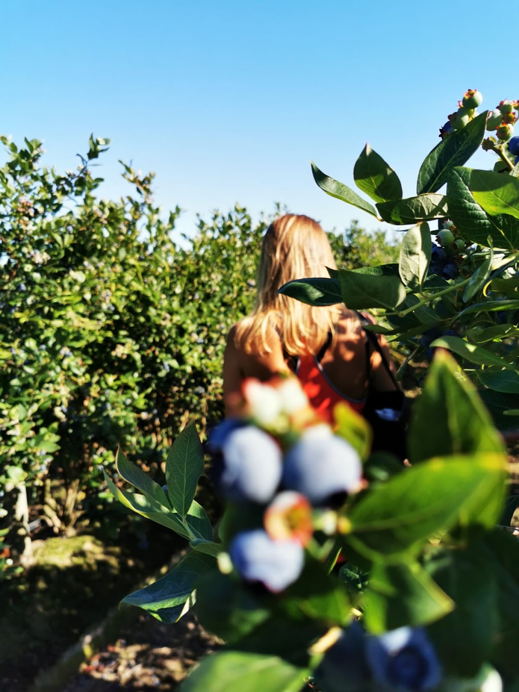 Best Choice Blue Berry Farm | 5415 104 St, Delta, BC V4K 3N3, Canada | Phone: (604) 805-2975