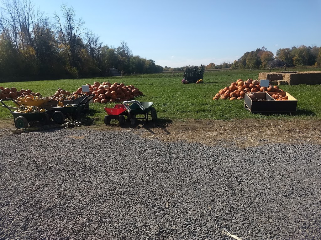 Foster Family Farm - Borrisokane Farm Stand | 3390 Borrisokane Rd, Ottawa, ON K2J 4J3, Canada | Phone: (613) 851-3903