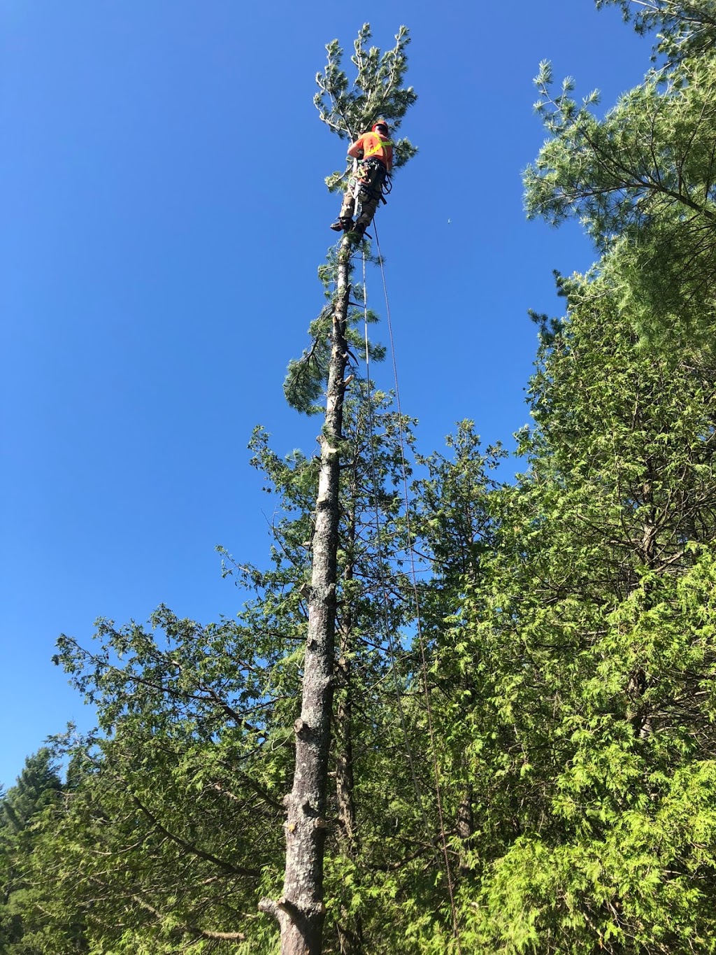 Skeletonizer Tree Services | 1088 St Peters Rd, Algonquin Highlands, ON K0M 1J1, Canada | Phone: (705) 457-8732