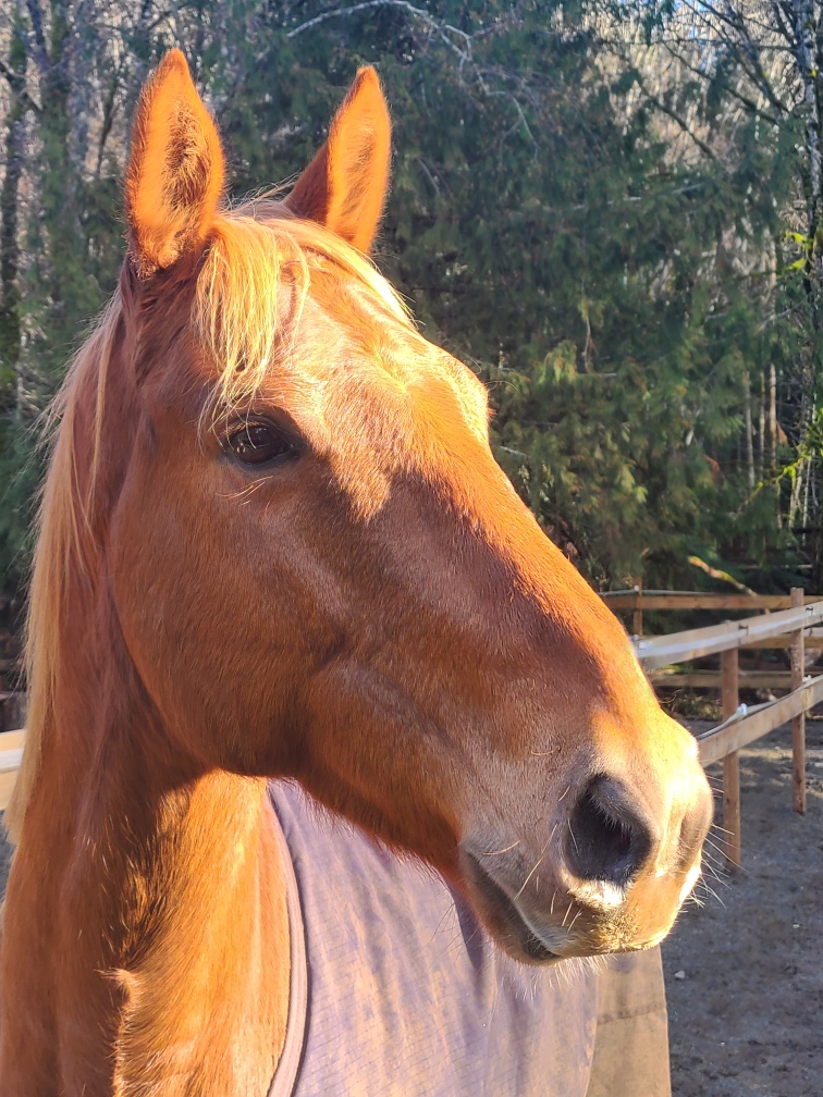 Giddy-Up Equestrian | 5480 Sooke Rd, Sooke, BC V9Z 0C7, Canada | Phone: (236) 882-2023