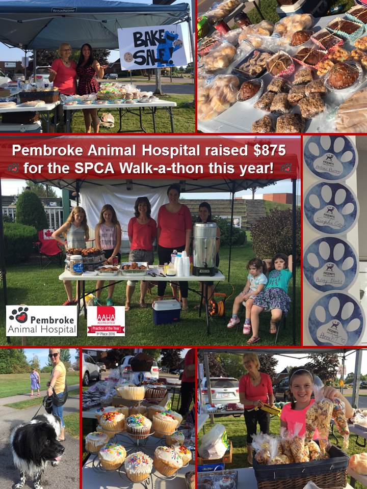 Pembroke Animal Hospital | 905 Pembroke St E, Pembroke, ON K8A 3M3, Canada | Phone: (613) 732-3641