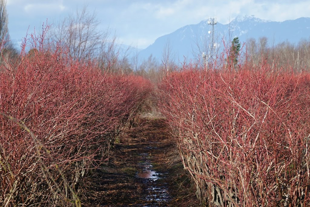 Birak Berry Farms | 10133 Francis Rd #10117, Richmond, BC V6Y 3Z9, Canada | Phone: (604) 325-1027