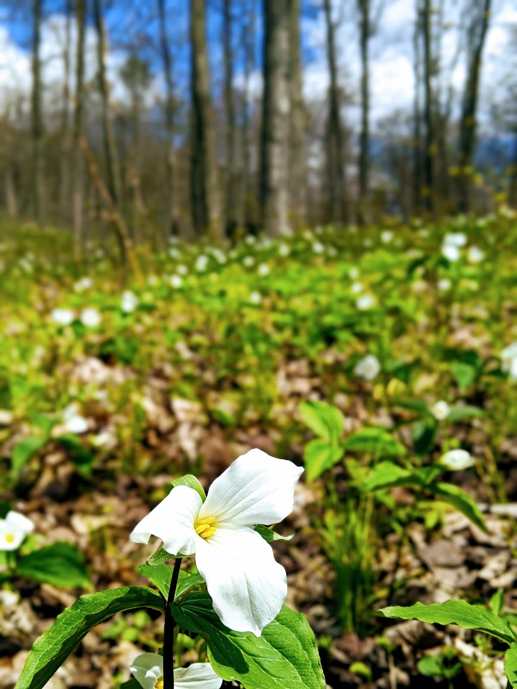 Porritt Tract York Regional Forest | 15470 Kennedy Rd, Newmarket, ON L3Y 4W1, Canada | Phone: (877) 464-9675