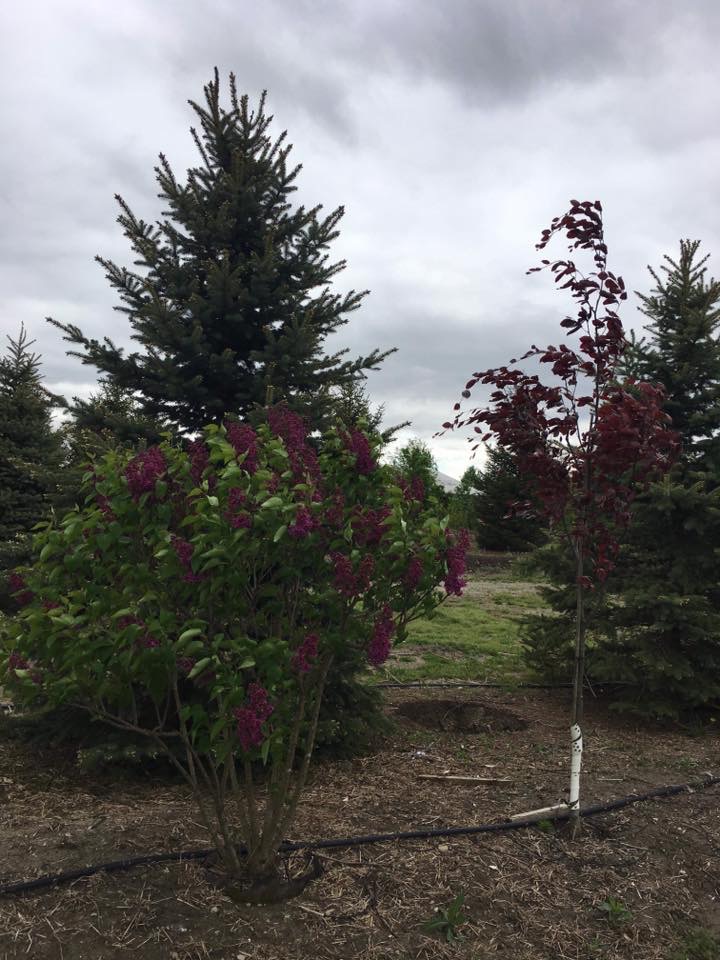 Bear Pine Trees - Nursery and Tree Farm | 8023 Pine Line, Chatham-Kent, ON N7M 1Z0, Canada | Phone: (519) 359-6273