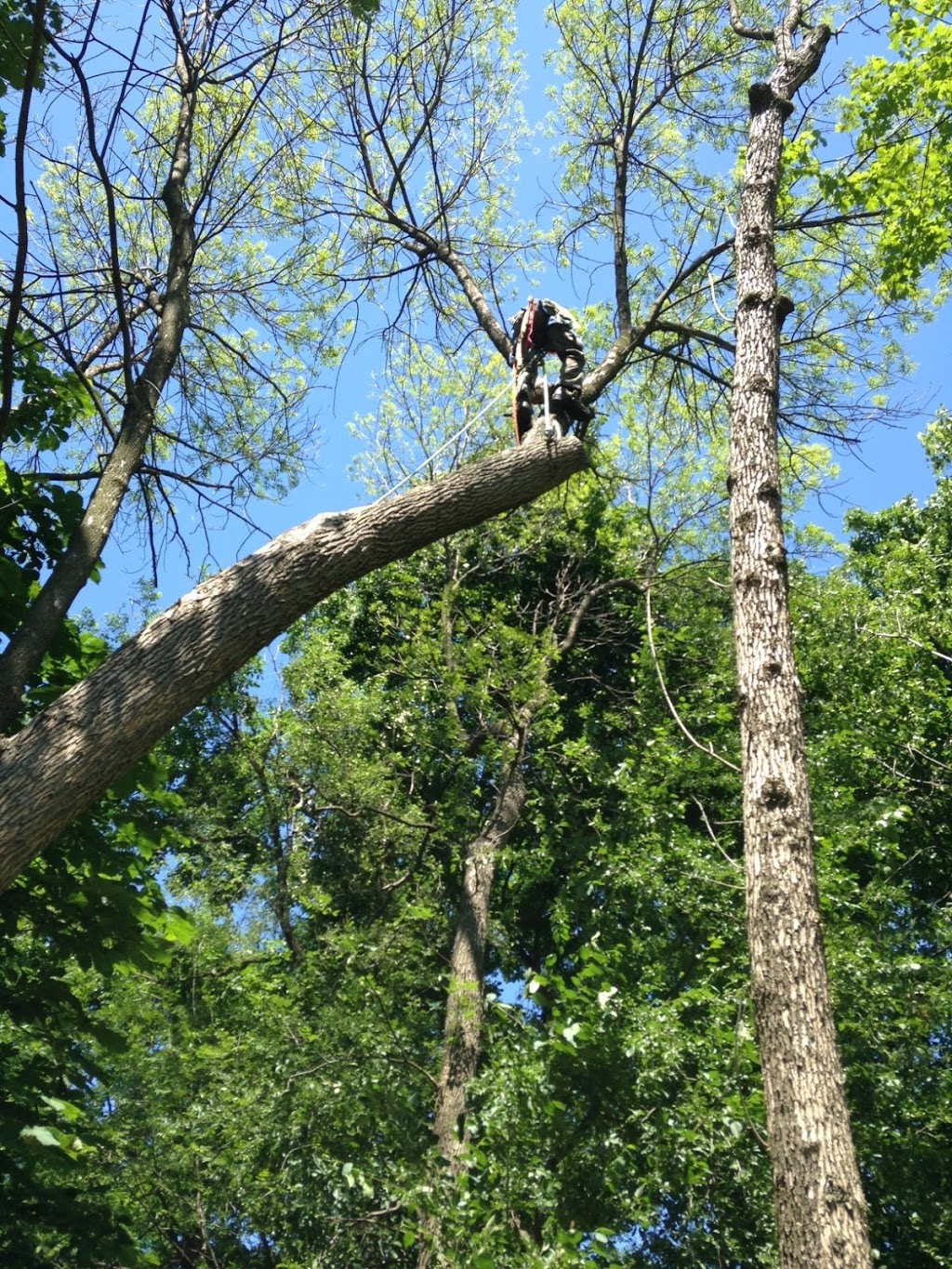 Deans Tree Care | 796191 3rd Line E, Mulmur, ON L9V 0H2, Canada | Phone: (416) 843-4200