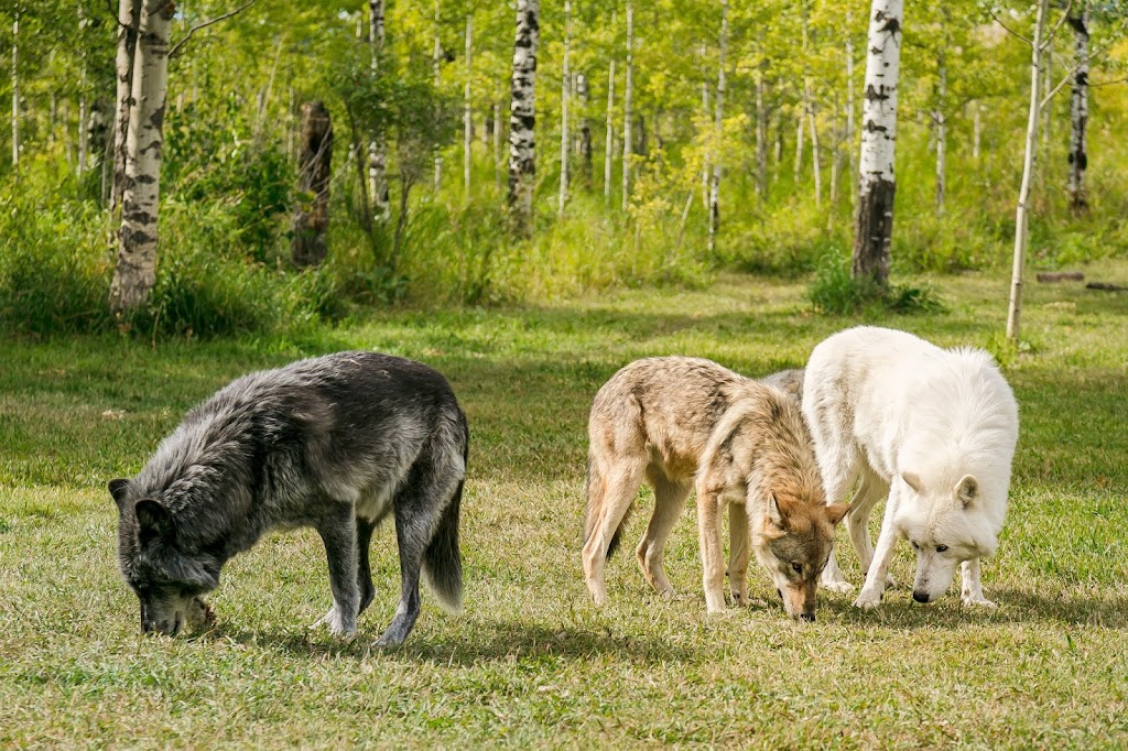 Yamnuska Wolfdog Sanctuary | 263156 Range Rd 53, Cochrane, AB T0M 2E0, Canada | Phone: (587) 890-9653