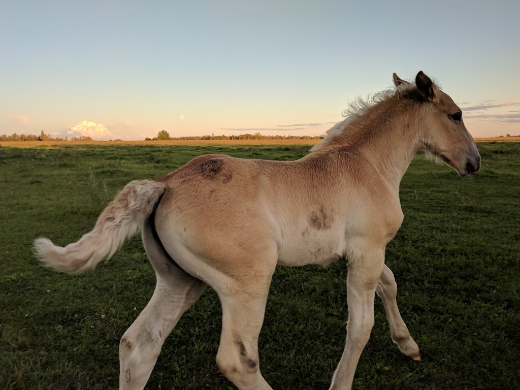 Finnegan Farms Inc. | 57012 range road 212, Sturgeon County, AB T0A 2W0, Canada | Phone: (780) 690-5513