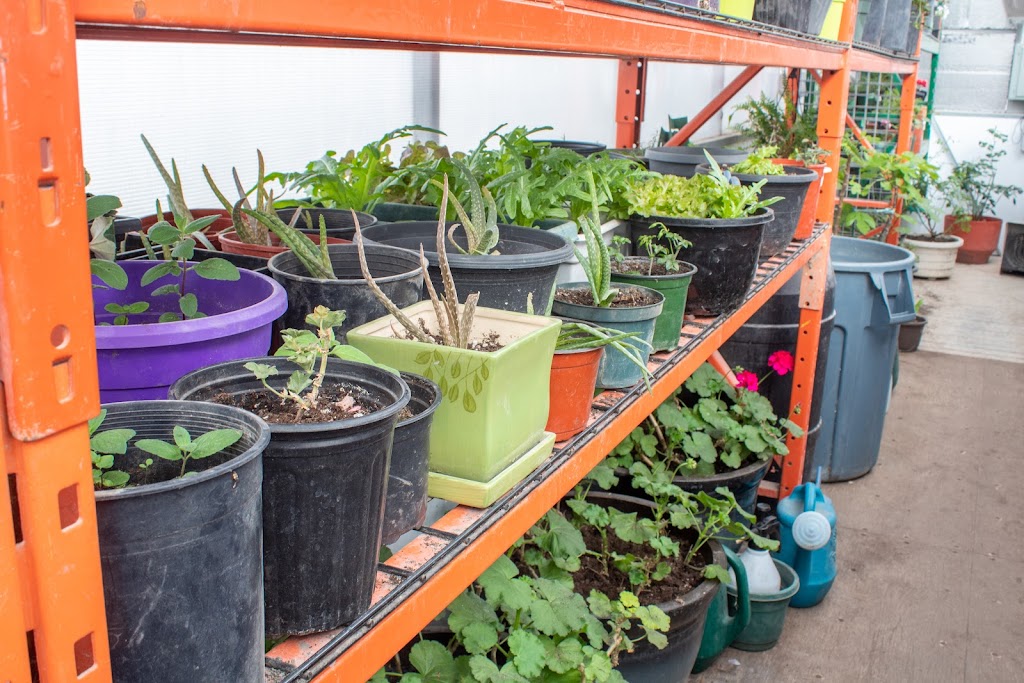 Greenhouse Plants | 304-3000 McGillivray Blvd, Oak Bluff, MB R3G 0B4, Canada | Phone: (204) 981-8186