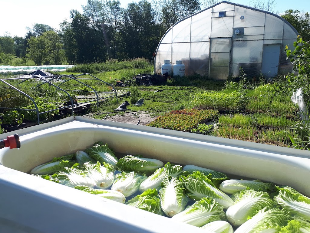 La Ferme Complètement Légume | 16144 Rue Fortier, Mirabel, QC J7N 2J4, Canada | Phone: (438) 495-6144