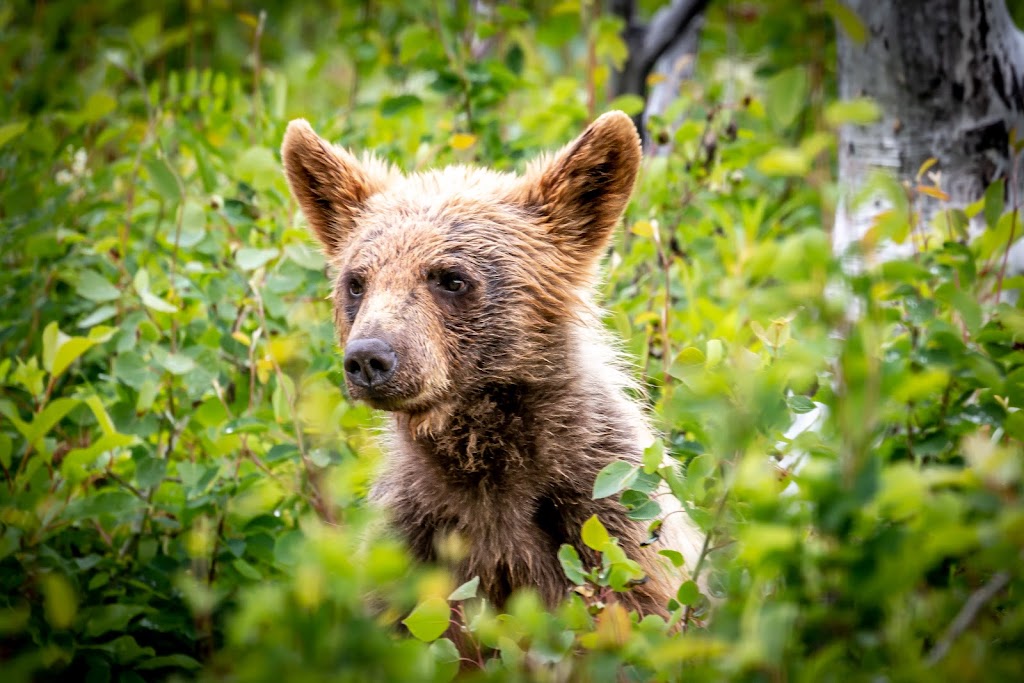 Christie Hurley Images | 84 Delta Crescent, Elkford, BC V0B 1H0, Canada | Phone: (250) 425-4121