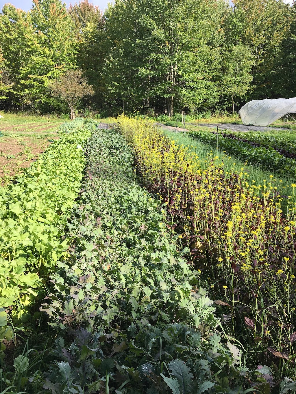 Ferme de la Canopée | 444 1e Rang E, Sainte-Cécile-de-Milton, QC J0E 2C0, Canada | Phone: (418) 818-6756