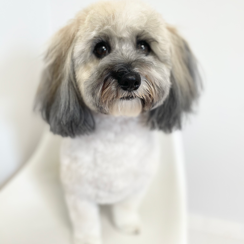 The Dog Grooming House | 384 Horrell Ave, Midland, ON L4R 2A6, Canada | Phone: (705) 433-1101