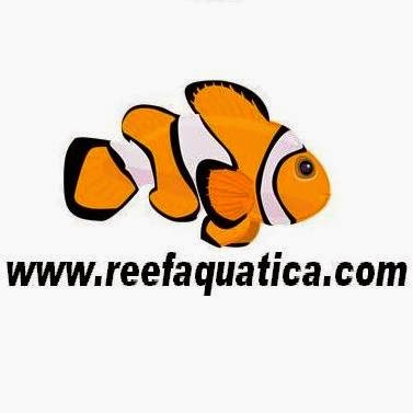 Reef Aquatica | 129 Old Finch Ave, Scarborough, ON M1B 5G2, Canada | Phone: (289) 637-3330