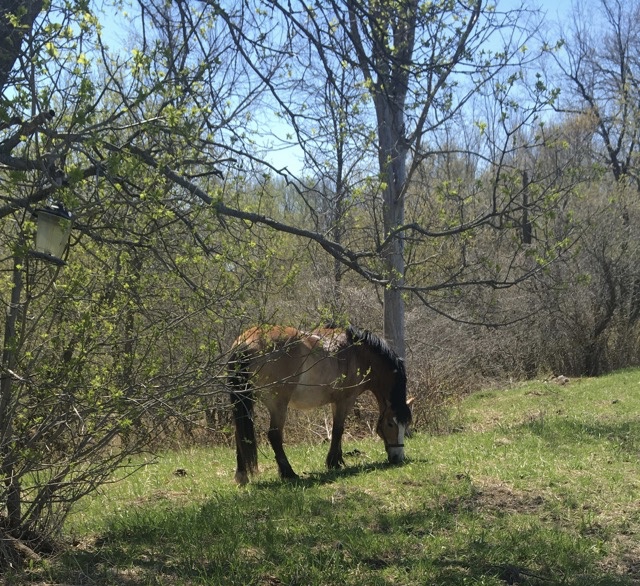 Silver Creek Ranch | 2430 Diamondview Rd, Carp, ON K0A 1L0, Canada | Phone: (613) 839-3920