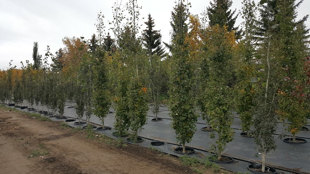 TruEarth Trees | 274129 48 St W, Foothills County, AB T1S 3S8, Canada | Phone: (403) 714-9107