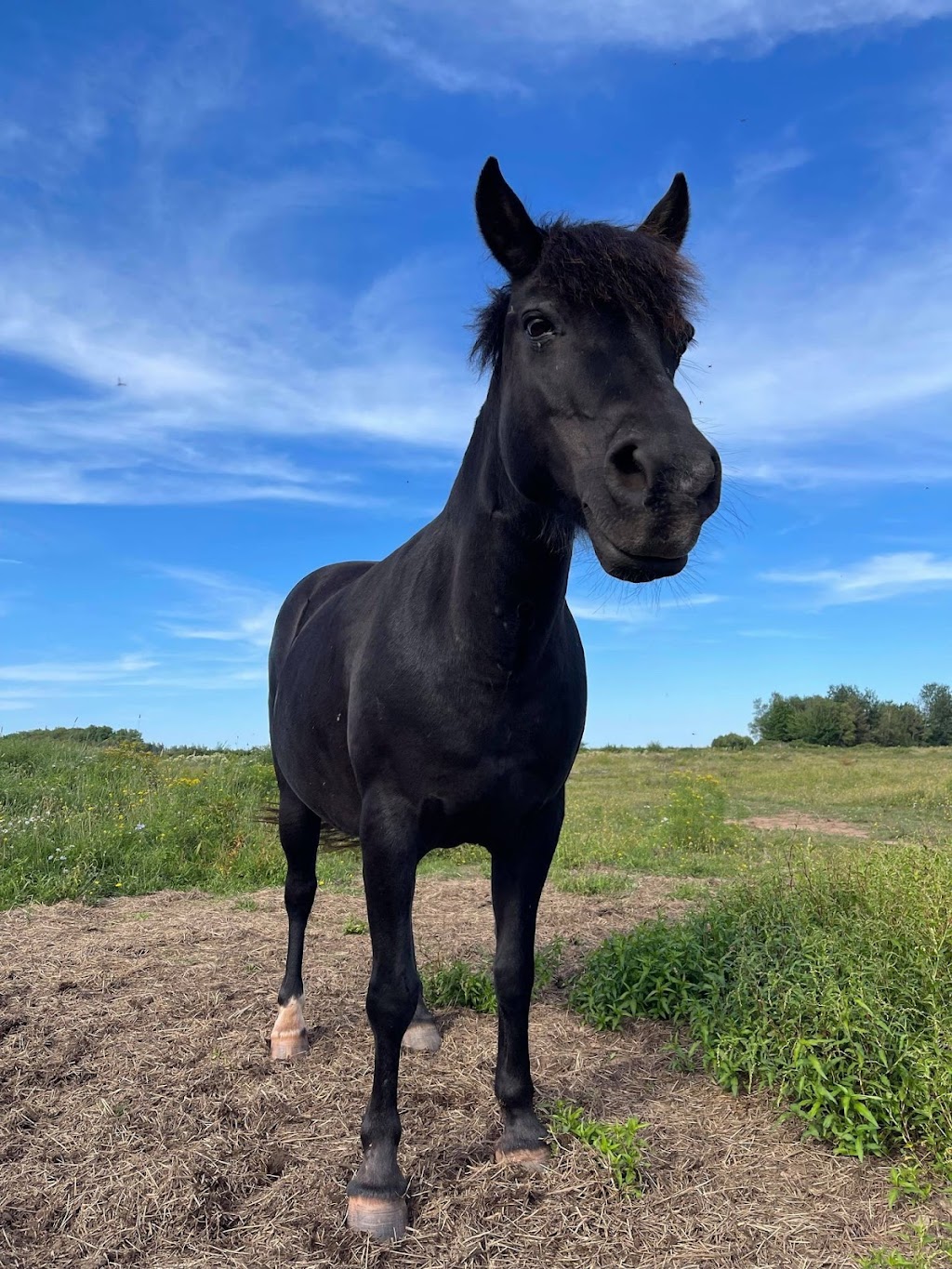 Blue Sky Stables | 370 Diversion Rd, Ellerslie, PE C0B 1J0, Canada | Phone: (902) 303-6908