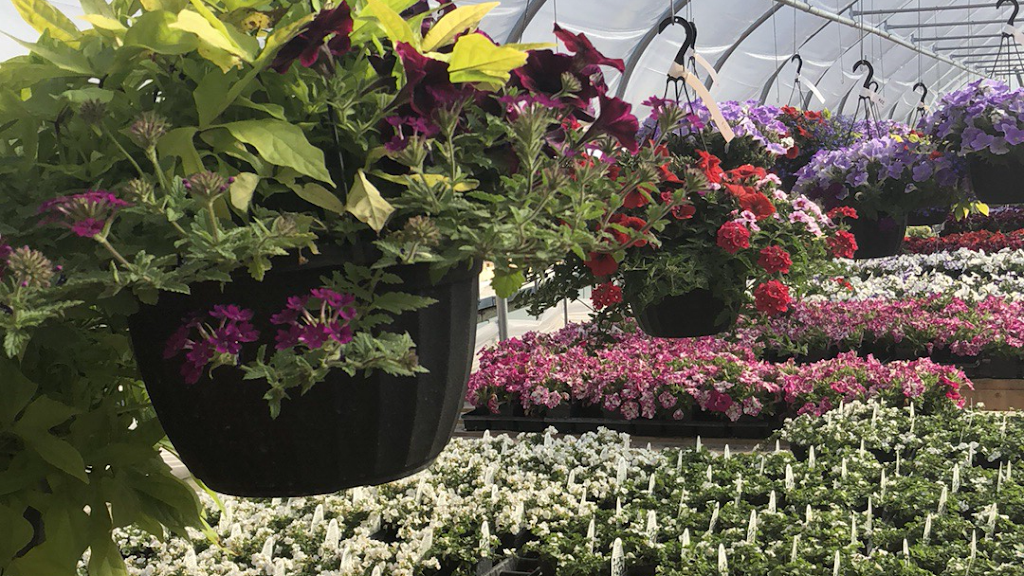 Petal Place Greenhouses | 235 River Rd, Saint Andrews, MB R1A 2W3, Canada | Phone: (204) 339-2234