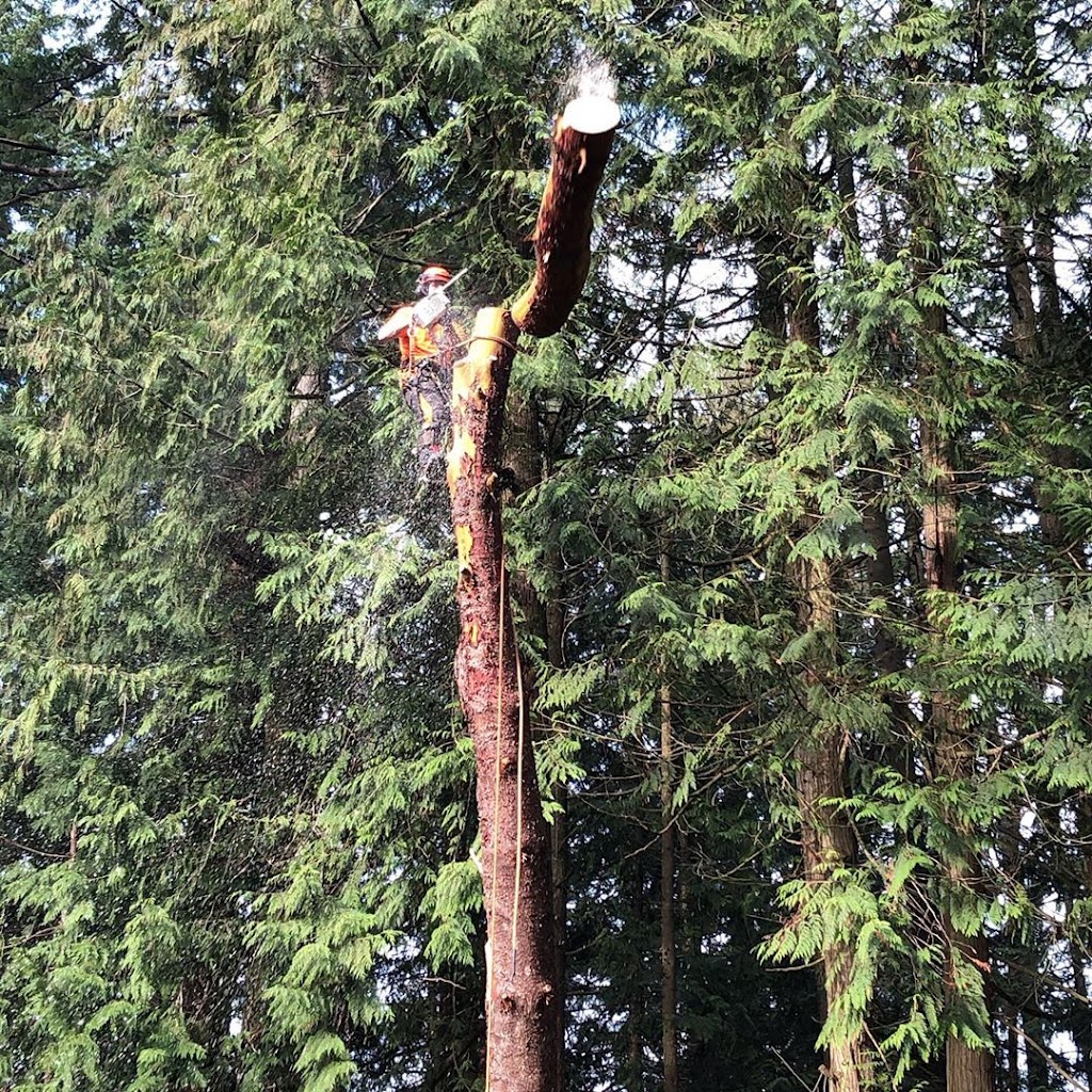 Flying Dutchman Tree Services | 7302 Westholme Rd, Duncan, BC V9L 6B4, Canada | Phone: (250) 510-2742