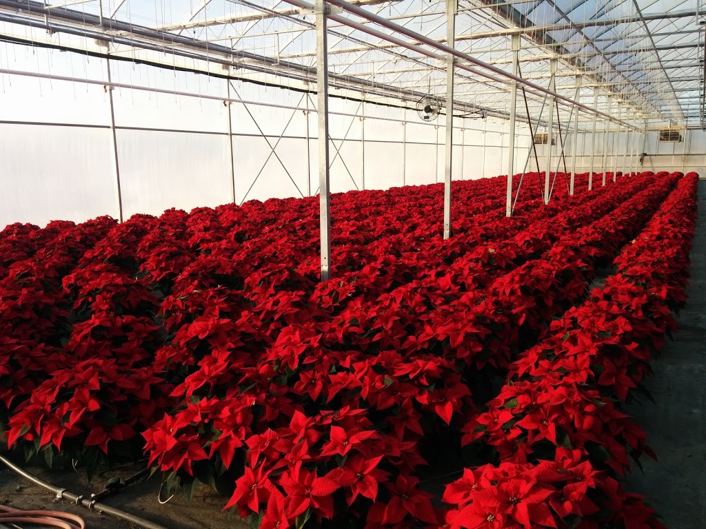 Debono Greenhouses & Garden Centre | 771 Concession 11 Townsend, Waterford, ON N0E 1Y0, Canada | Phone: (519) 443-7300