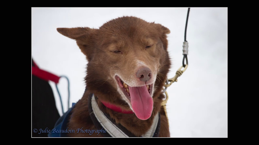 Gipsy Aventure - Traîneaux à chiens | 400 Rang William, Notre-Dame-de-la-Paix, QC J0V 1P0, Canada | Phone: (819) 592-4922