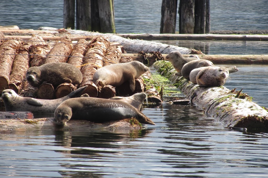 Ocean Ecoventures Whale Watching | 1721 Cowichan Bay Rd, Cowichan Bay, BC V0R 1N0, Canada | Phone: (250) 748-3800