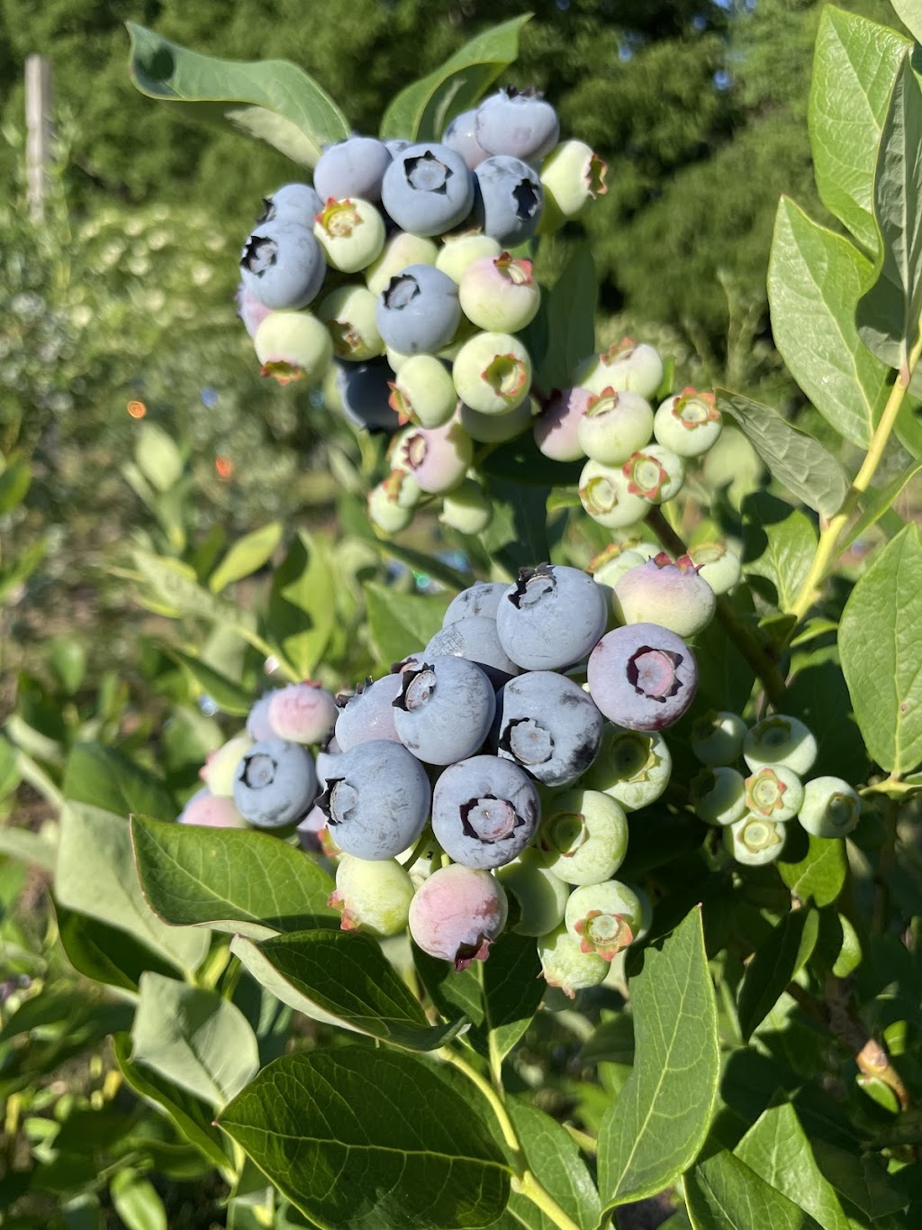 Fire Creek Farms Market | 3155 Tallman Dr, Vineland, ON L0R 2C0, Canada | Phone: (905) 651-2359