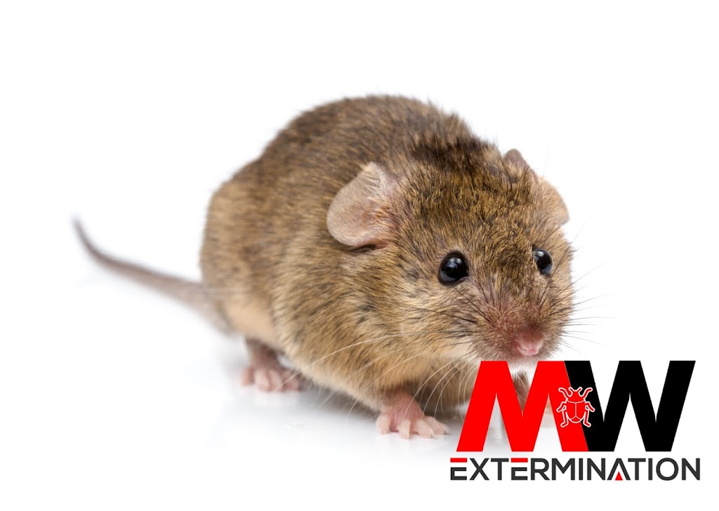 MW Extermination Bromont | 1381 Rue Shefford, Bromont, QC J2L 1J6, Canada | Phone: (450) 534-3700