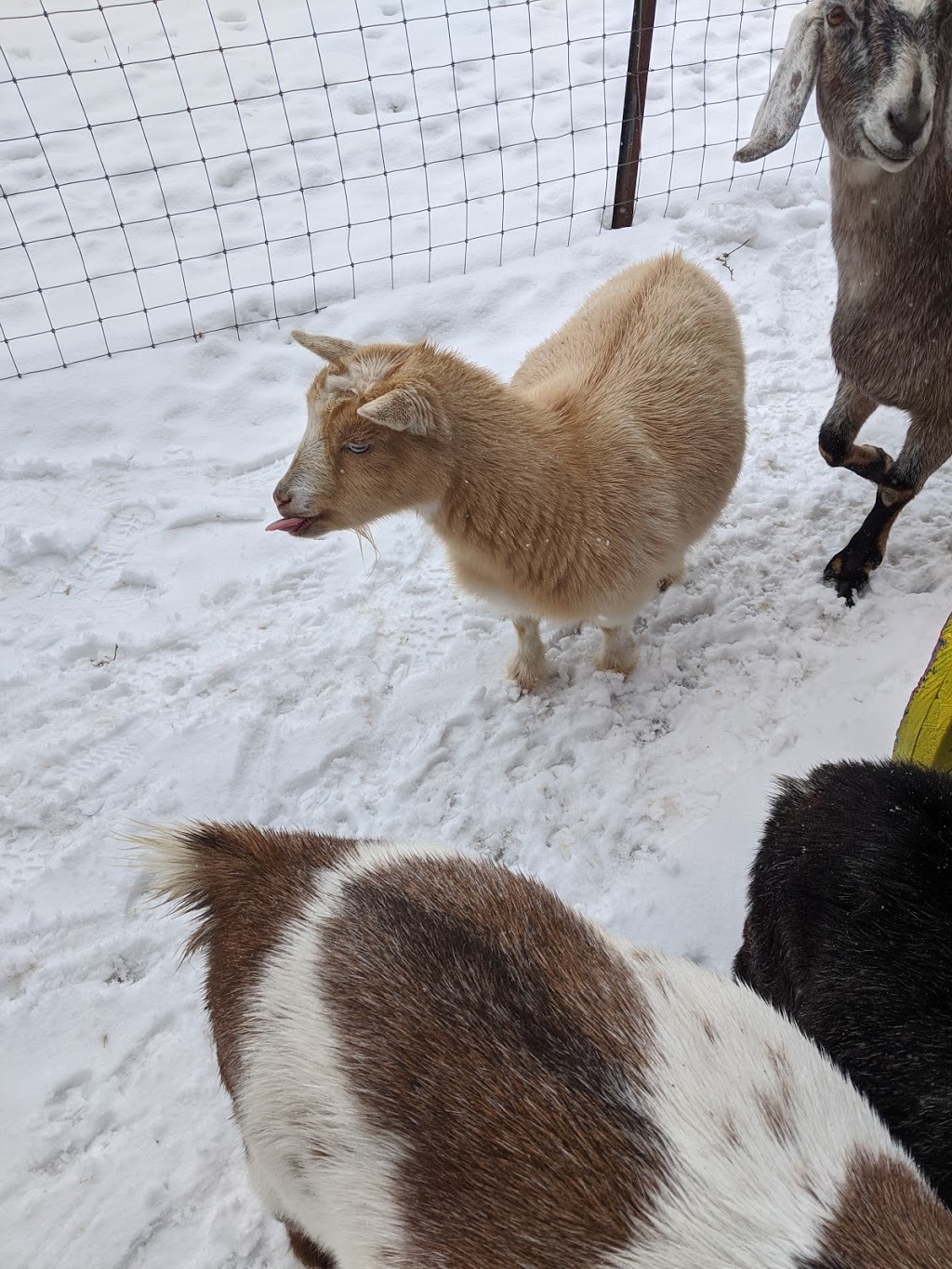 Haute Goat | 1166 5th line, Newtonville, ON L0A 1J0, Canada | Phone: (905) 447-3788