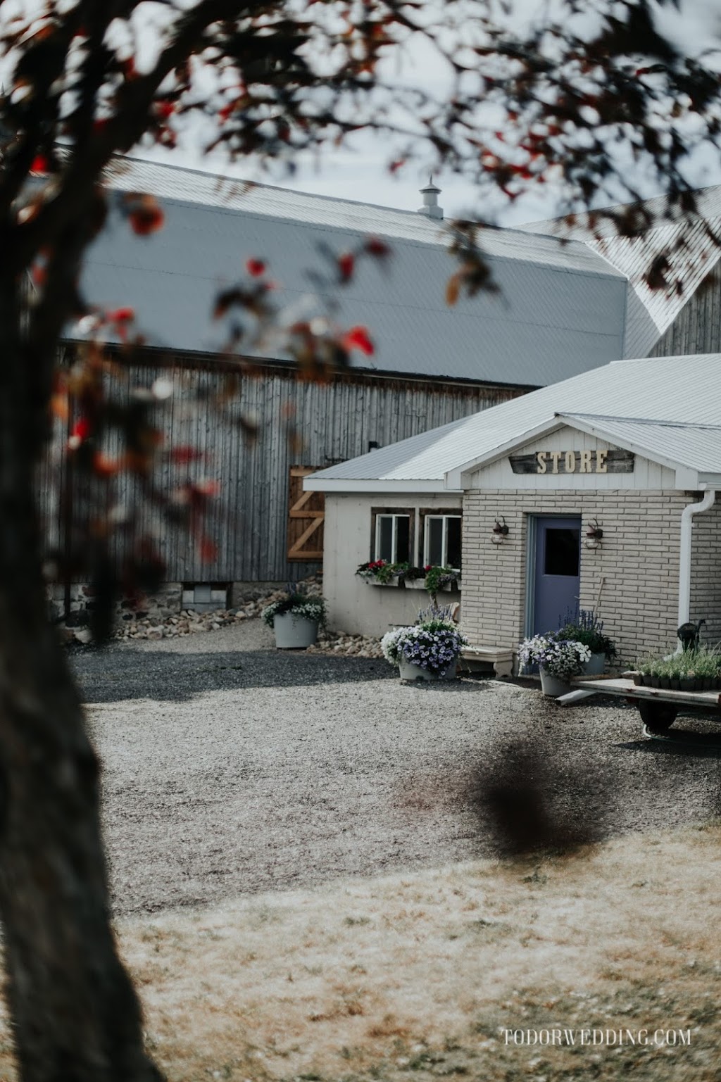 The Lavender Farm | 769 Drumbo Rd, Ayr, ON N0B 1E0, Canada | Phone: (519) 632-7368