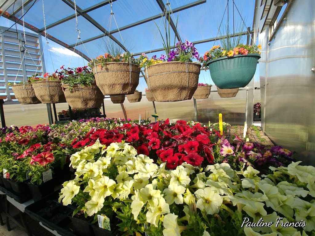 Dons Greenhouse and Aviary | Twp Rd 304 252070C, Linden, AB T0M 1J0, Canada | Phone: (403) 813-1812