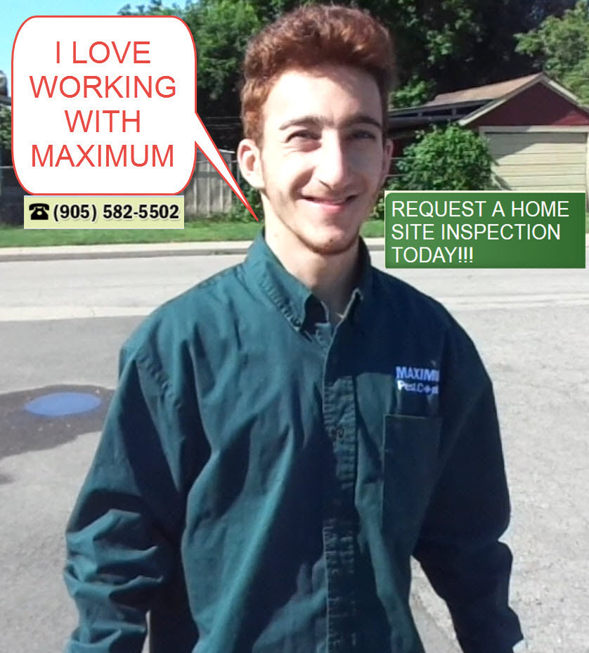 Maximum Pest Control Services | 2325 Hurontario St #396, Mississauga, ON L5A 4K4, Canada | Phone: (905) 330-2102