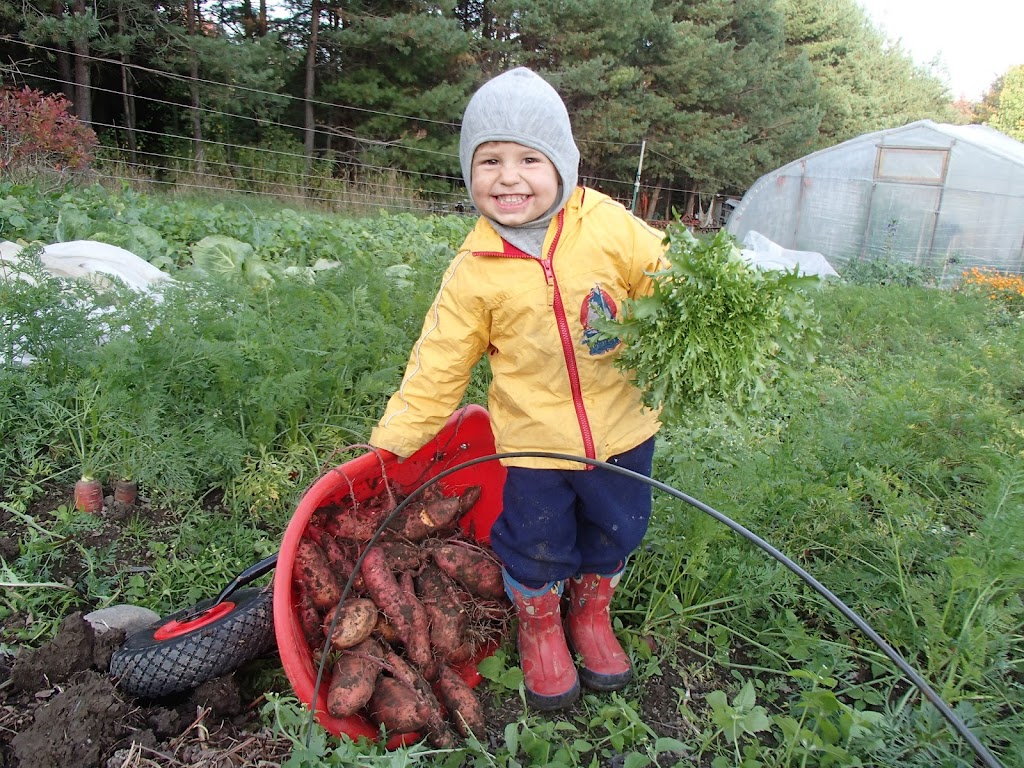 Laurier Flower Farm | 340 Chem. du Ruisseau, Sainte-Catherine-de-Hatley, QC J0B 1W0, Canada | Phone: (514) 260-4564