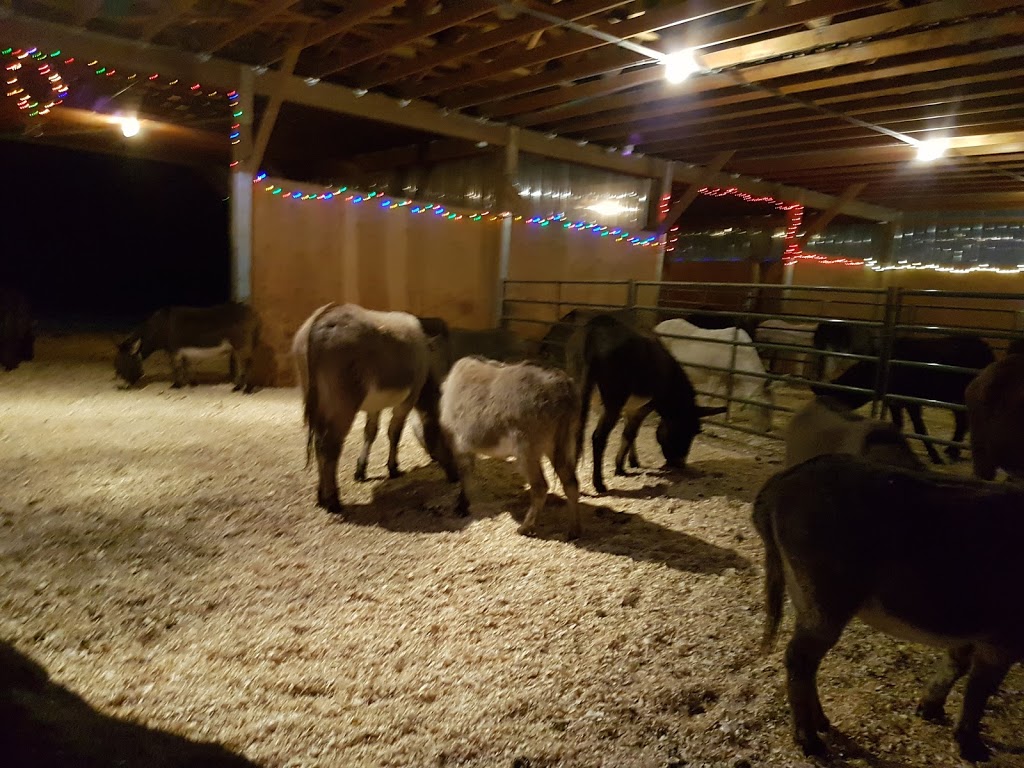 Turtle Valley Donkey Refuge | 7877 Skimikin Rd, Chase, BC V0E 1M1, Canada | Phone: (250) 679-2778