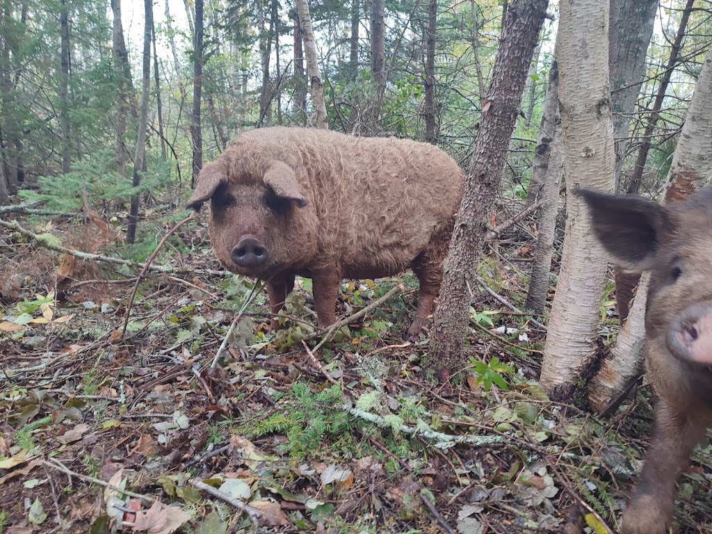 Wild Legacy Farm | 2695 Primrose Rd, Cardigan, PE C0A 1G0, Canada | Phone: (902) 326-2827