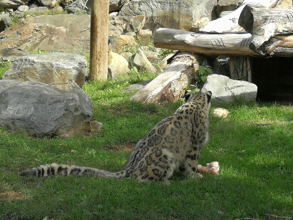 Jardin Zoologique De Granby | 461 Rue Laurier, Granby, QC J2G 5L8, Canada | Phone: (877) 472-6299