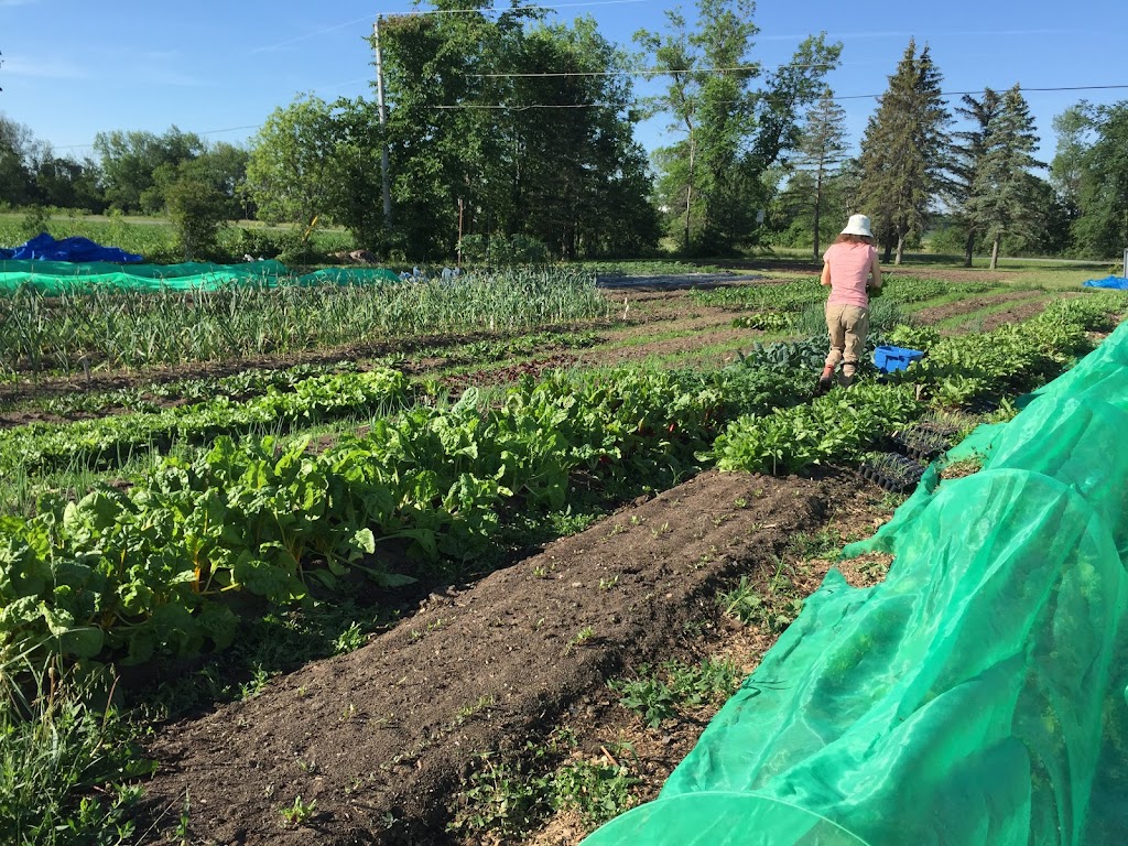 Ferme maraîchère le Baluchon | 576 Chem. du Haut-de-la-Chute, Rigaud, QC J0P 1P0, Canada | Phone: (450) 451-1116