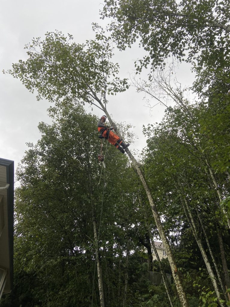 Horizon Tree Services | 10345 Wedgewood Dr, Chilliwack, BC V2P 6C1, Canada | Phone: (604) 791-2021