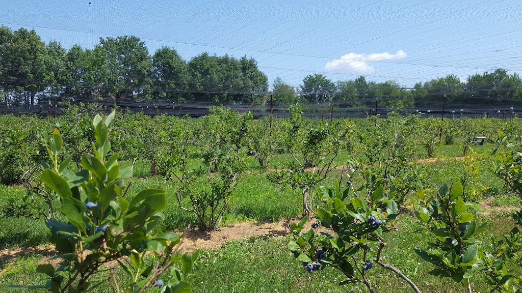 Bleuetière des plaines | 186 Chem. de la Plaine, Sainte-Anne-des-Plaines, QC J0N 1H0, Canada | Phone: (514) 207-8424