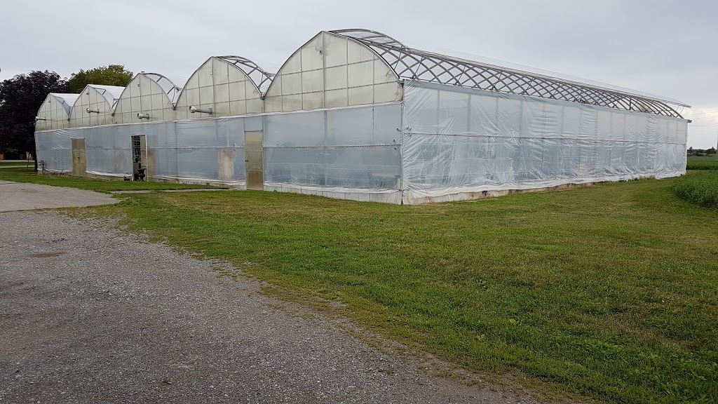 Stephanies Country Greenhouse | 13694 Chinguacousy Rd, Cheltenham, ON L7C 0R2, Canada | Phone: (905) 838-2493