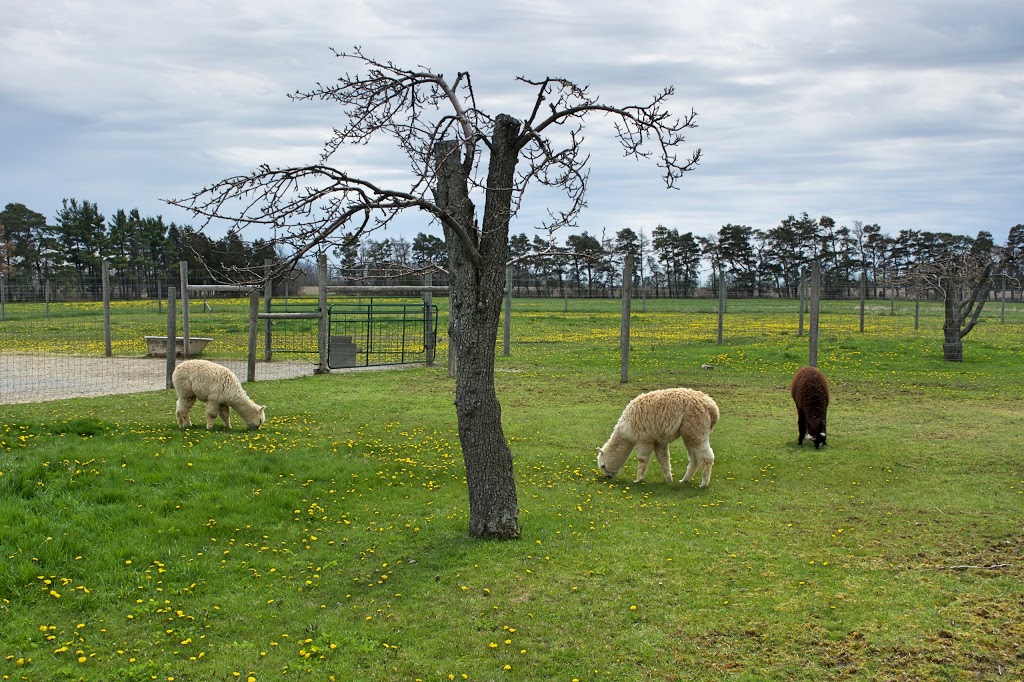 Alpacas from Eighth & Mud | 232 8th Rd E, Stoney Creek, ON L8J 3M2, Canada | Phone: (905) 308-6188