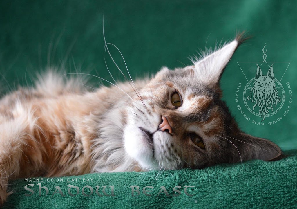 Élevage Shadow Beast Maine Coon Cattery | Route 281 Nord, Armagh, QC G0R 1A0, Canada | Phone: (418) 476-1865