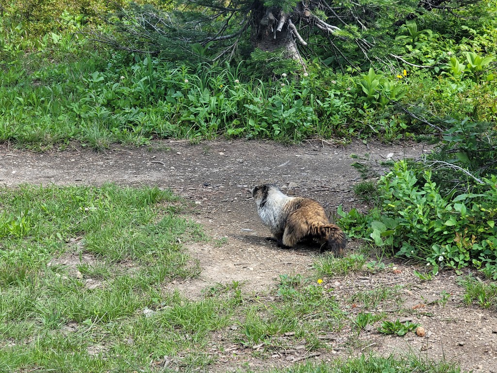 Southfork Lakes Trail Head | Alberta 774, Pincher Creek No. 9, AB T0K 1C0, Canada | Phone: (403) 627-1165