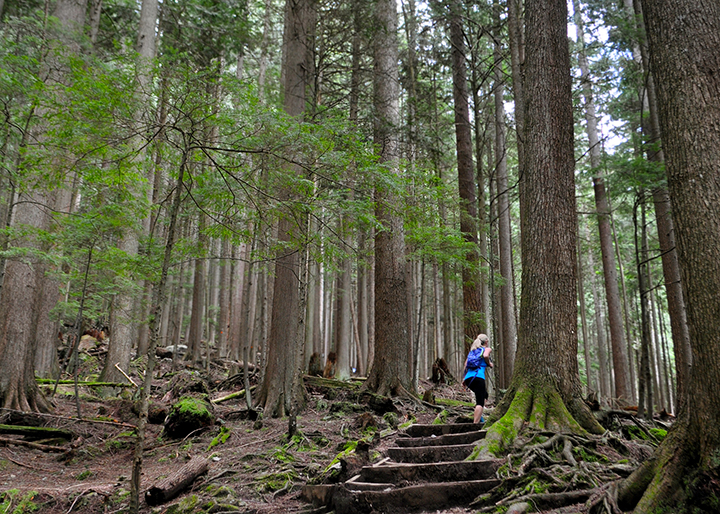 Grouse Mountain Regional Park | 6400 Nancy Greene Way, North Vancouver, BC V7R 4K9, Canada | Phone: (604) 224-5739