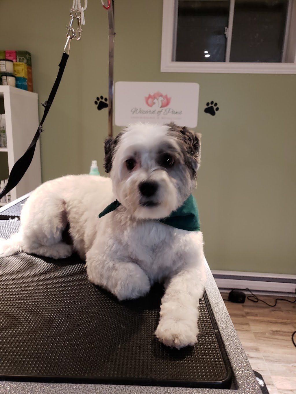 Wizard of Paws Wellness Center | 2844 Rue Huntsmen, Saint-Lazare, QC J7T 2A1, Canada | Phone: (450) 309-6000